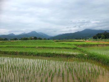Scenic view of agricultural field against sky