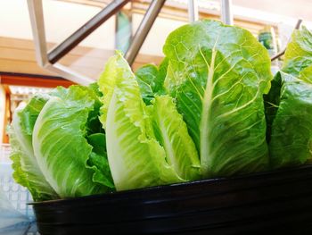 High angle view of green leaf on plant