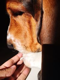 Close-up of dog