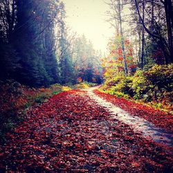 Dirt road passing through forest