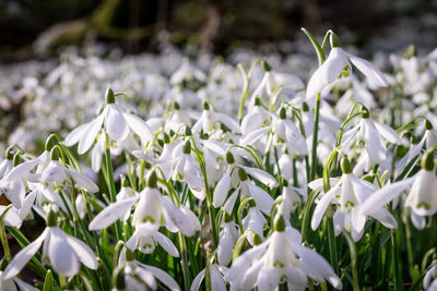 Close-up of white flowers blooming outdoors
