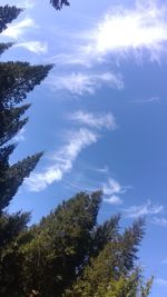 Low angle view of trees against sky on sunny day