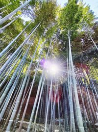 Low angle view of sunlight streaming through trees in forest