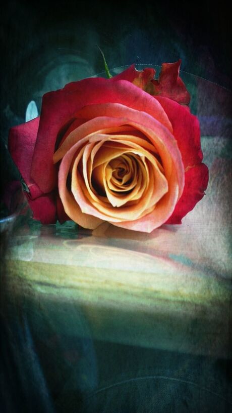 flower, petal, rose - flower, flower head, freshness, fragility, indoors, close-up, red, rose, beauty in nature, single flower, nature, growth, high angle view, no people, plant, studio shot, pink color, black background