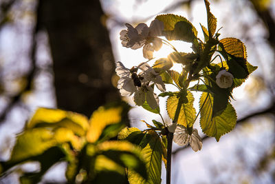 Low angle view of flowering plant