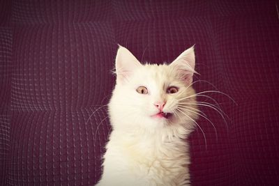 Close-up portrait of white cat