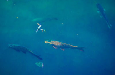 High angle view of fish swimming in sea