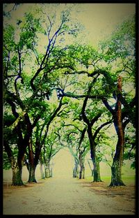 Trees growing in farm