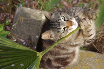 Close-up of cat