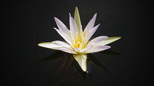 Close-up of lotus water lily in lake