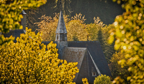Yellow flowers in autumn