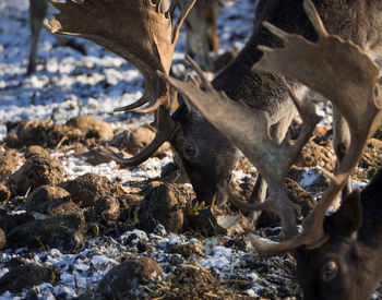 Close-up of deer eating on field