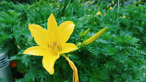 Close-up of yellow flower