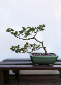 Close-up of potted plant on table