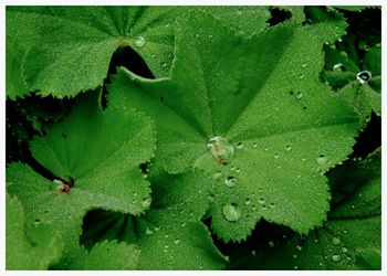 Close-up of water drops on leaf