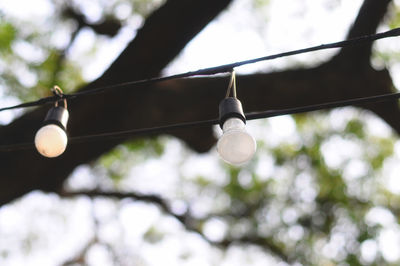 Low angle view of light bulb hanging against tree