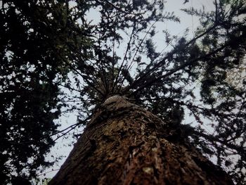 Low angle view of trees against sky