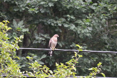 Bird perching on a tree