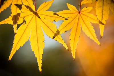 Close-up of yellow maple leaves