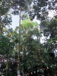 Low angle view of trees against sky