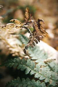 Close-up of butterfly on dry leaf