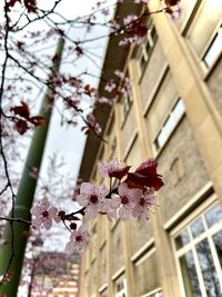 Low angle view of cherry blossoms on building