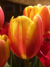 Close-up of red tulips