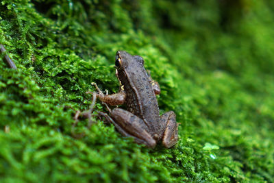 Close-up of frog on field