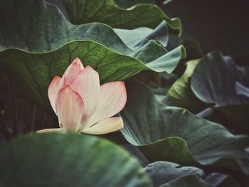 Close-up of pink flower blooming outdoors