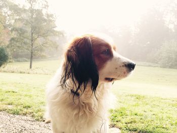 Kooikerhondje looking away on field during foggy weather