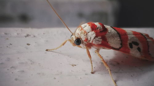 Close-up of insect on floor