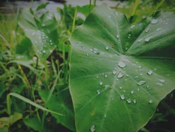 Close-up of wet plant