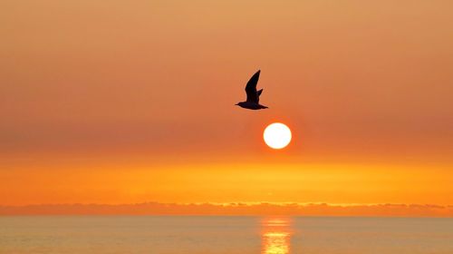 Silhouette bird flying over sea against orange sky