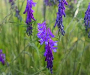 Close-up of purple flowers