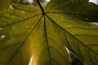 Close-up of maple leaves