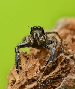 Close-up of spider