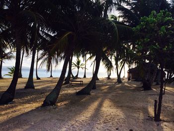 Palm trees on landscape against sky