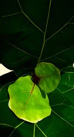 High angle view of insect on leaf