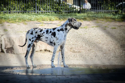 Dog standing in a horse