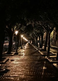 Walkway along trees at night