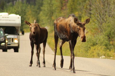 Horses standing in the road