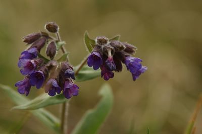 Close-up of purple flowering plant