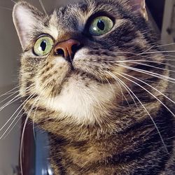 Close-up portrait of cat