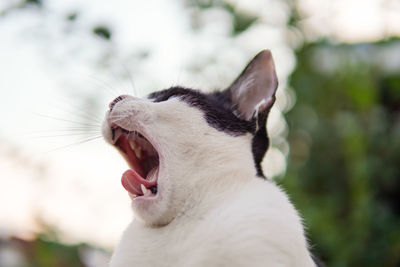 Close-up of cat yawning