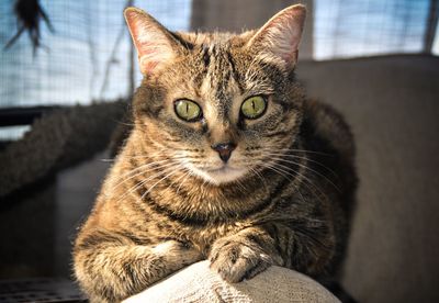 Close-up of cat resting