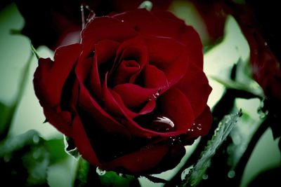 Close-up of wet red rose blooming outdoors