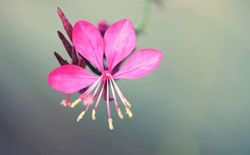 Close-up of pink flower blooming outdoors