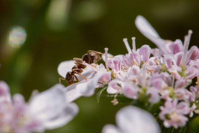 Close-up of bee pollinating on purple flower