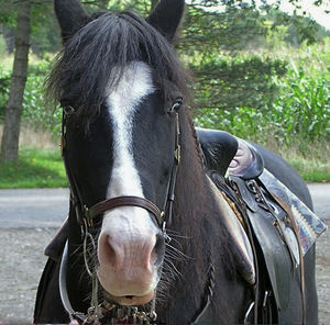 Close-up of horse