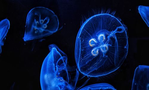 View of jellyfish swimming in sea